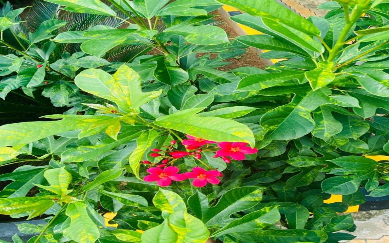 Megha Resort Hampi