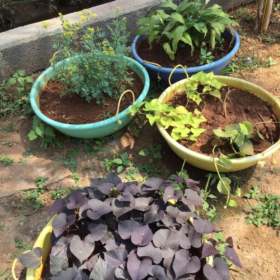 Raju Evergreen Hotel