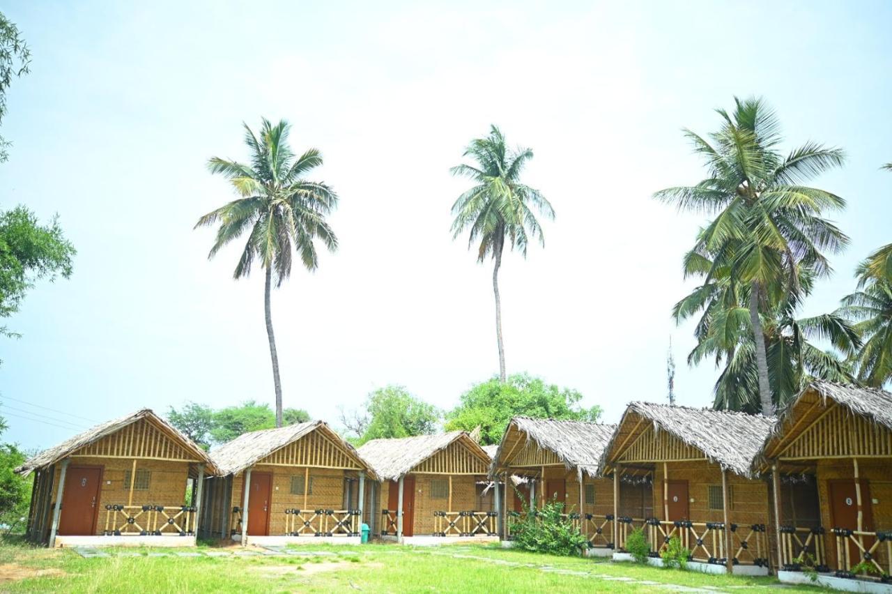Coconut Tree