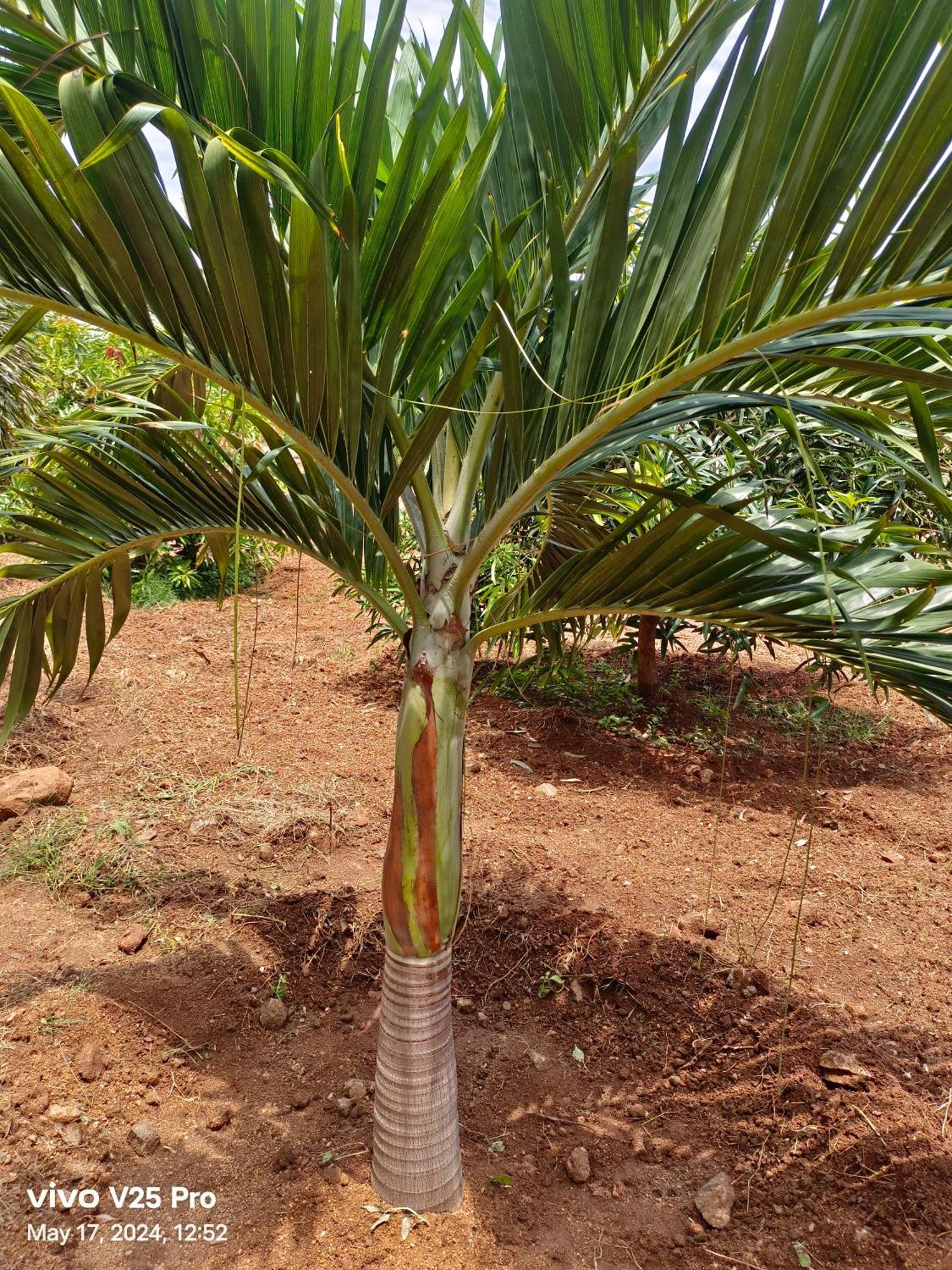 Saanvi Farm stay