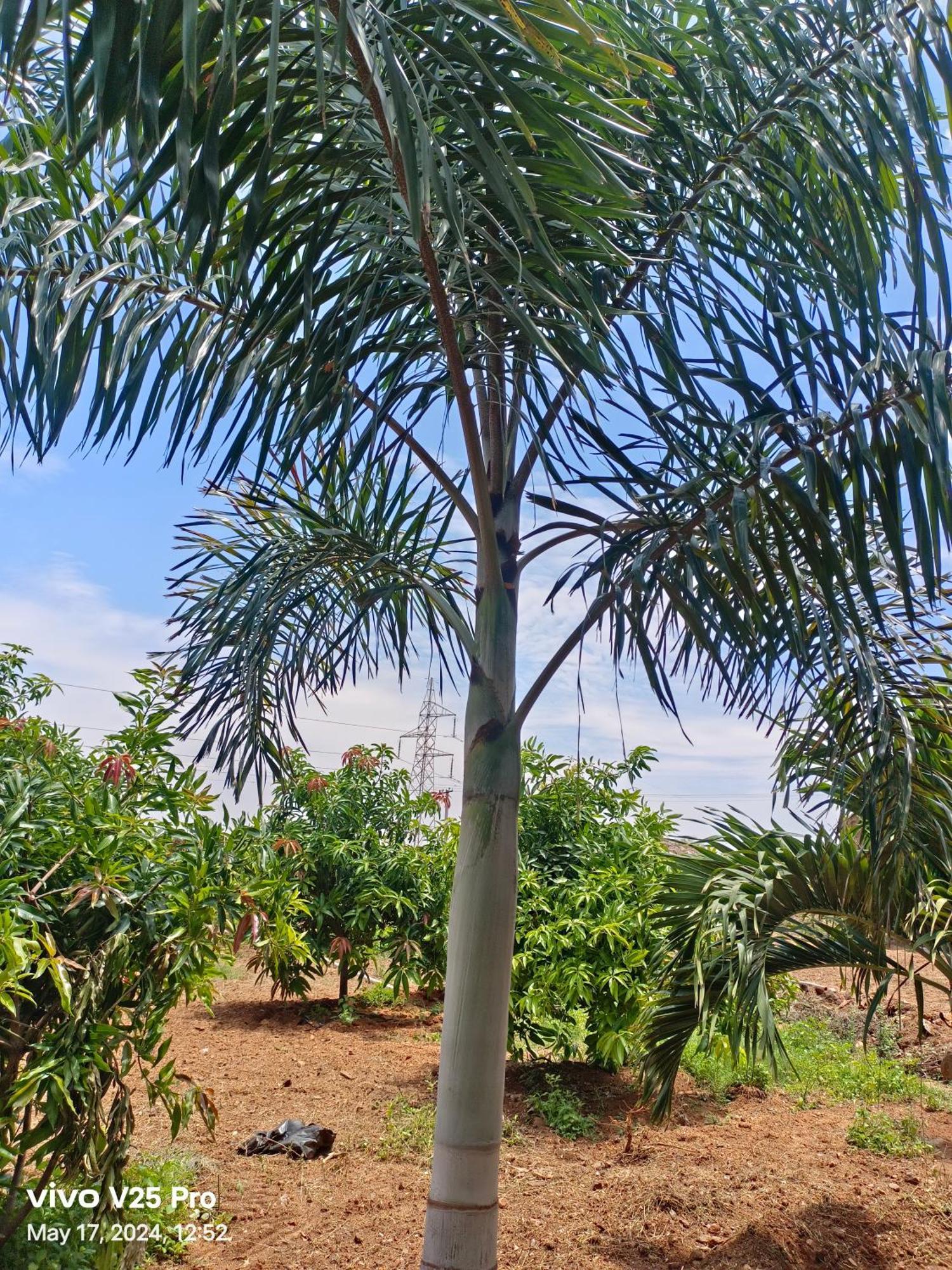 Saanvi Farm stay Hampi
