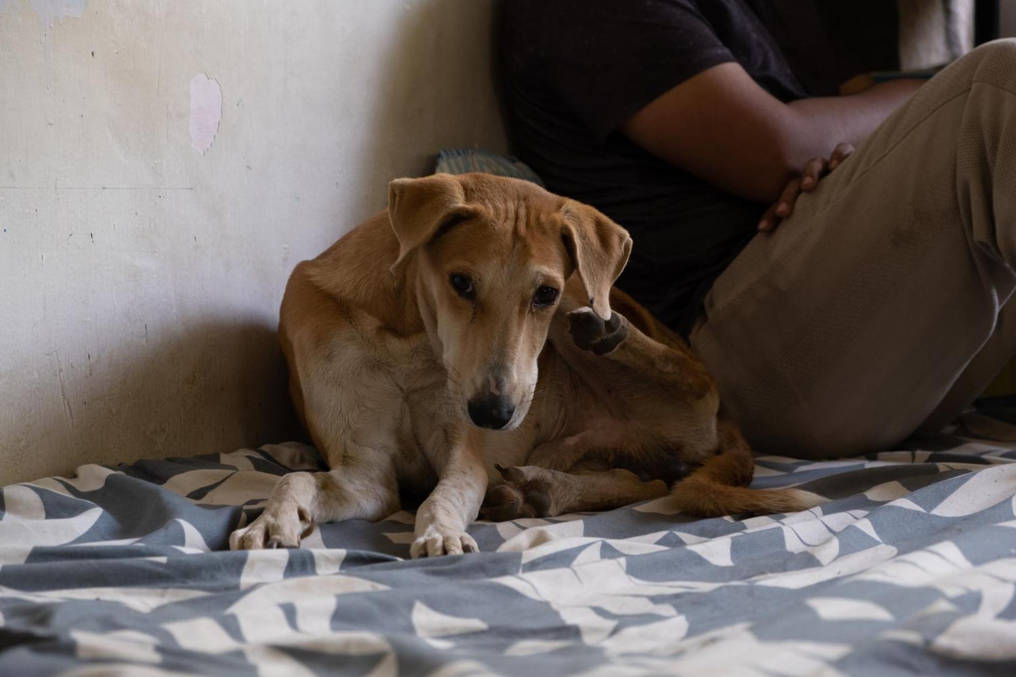 Hearthspace Hampi - Small Home, A Low-Impact Backpackers Hostel * Hampi