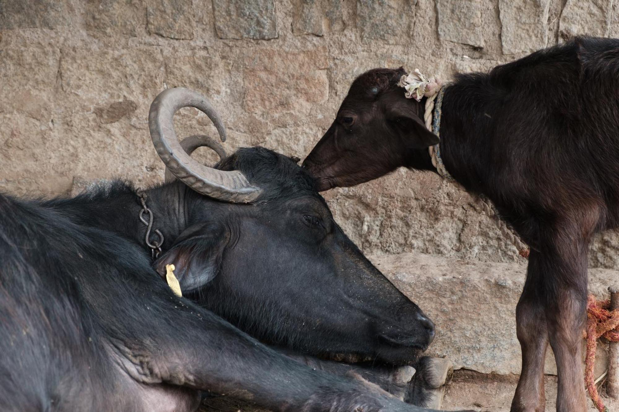 Hearthspace Hampi - Small Home, A Low-Impact Backpackers Hostel * Hampi