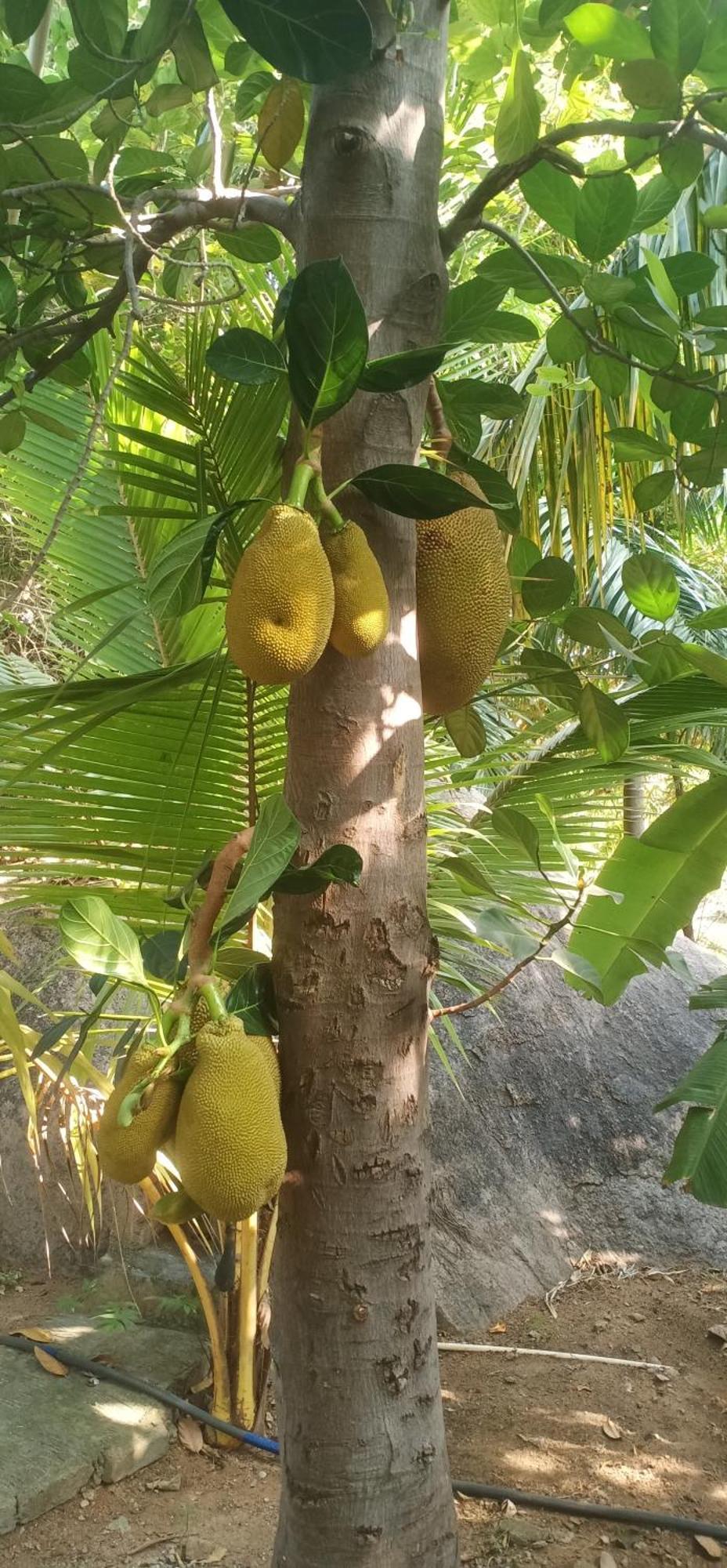 Gopi Plantation Hampi